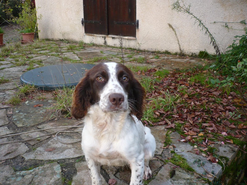 CH. Demone Des Ronciers De La Loue