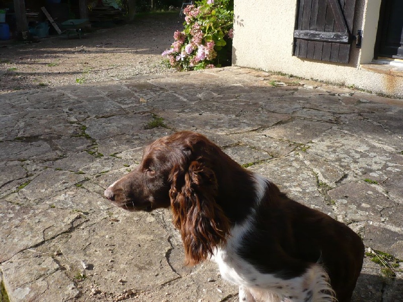 CH. Garmine Des Ronciers De La Loue
